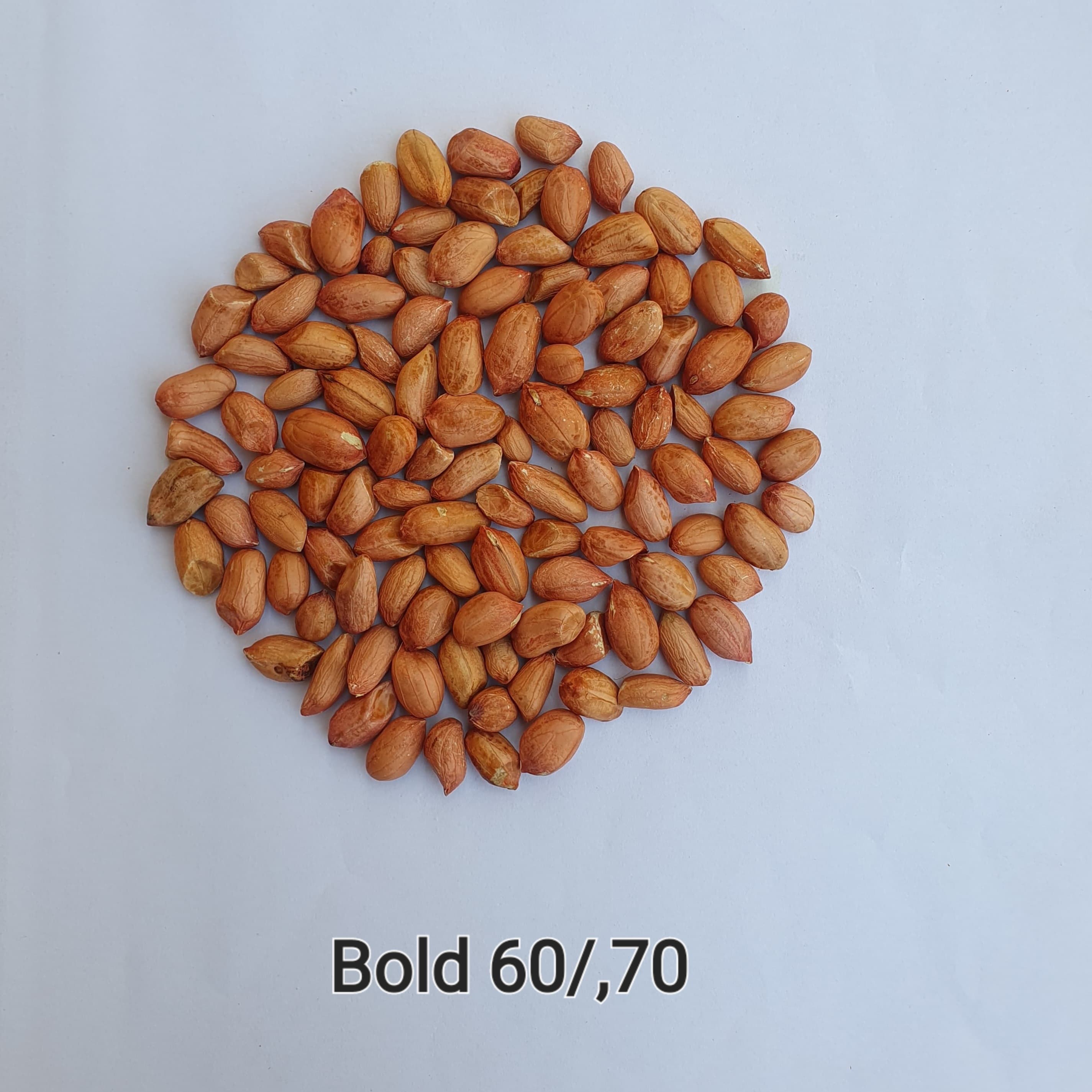 Peanut Seeds Bold